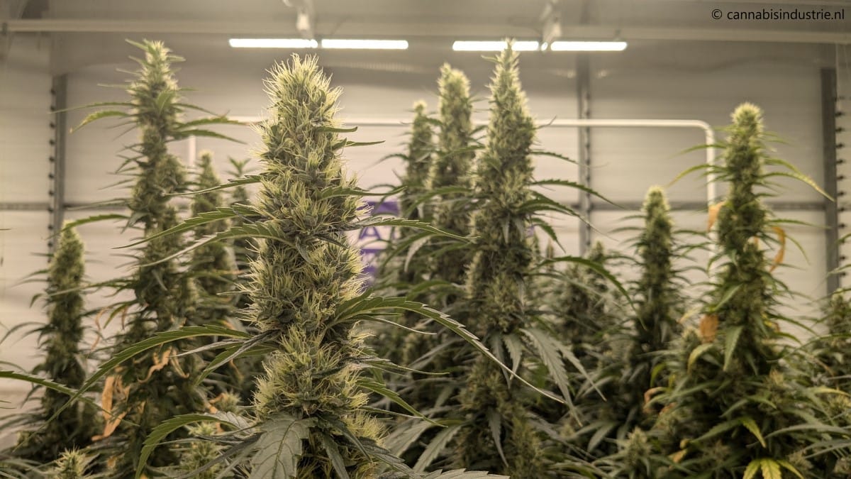 Headerafbeelding bij Nieuw onderzoek Innexo beweert eigenschappen van planten in cannabiszaden te herkennen