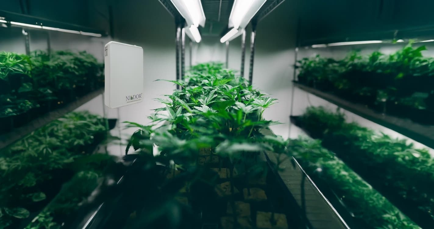 NIODOR® introduceert doorbraak tegen geuroverlast op de cannabismarkt